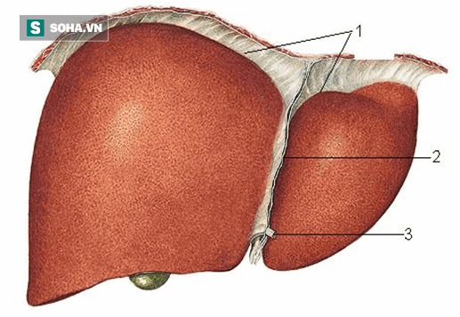 BS khuyên: Đừng dùng thuốc bổ, chỉ cần làm mấy việc này là gan luôn khỏe mạnh và ít bệnh