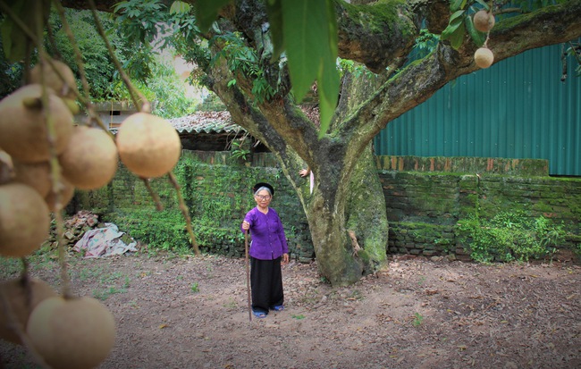 Hà Nội: Cận cảnh cây nhãn tổ khổng lồ 130 tuổi, mỗi năm thu hoạch gần một tấn quả