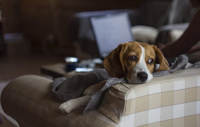 Chuyên gia cho biết, cún nhà bạn sẽ rất buồn nếu chủ của chúng suốt ngày dán mắt vào màn hình điện thoại