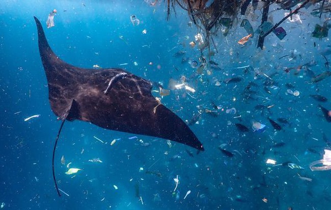 24h qua ảnh: Cá đuối bơi giữa biển rác ni lông ở Indonesia