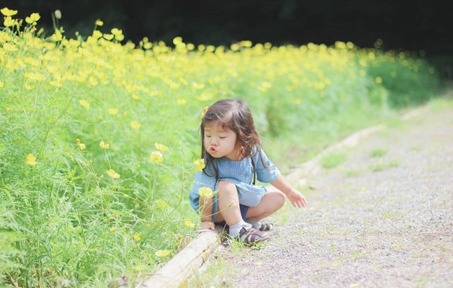 Ngẩn ngơ ngắm cánh đồng hoa cosmo Nhật Bản khoe sắc rực rỡ như ở chốn thiên đường