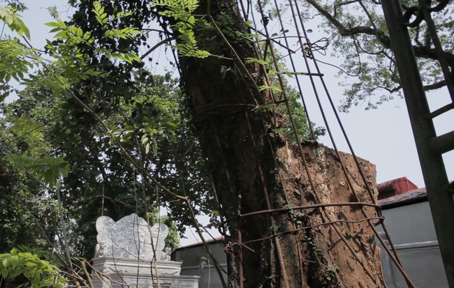 Cây sưa đỏ trăm tỷ ồn ào nhiều năm ở Hà Nội: Vỏ ngoài sẽ bị cấu nát thành mùn, bán càng sớm càng tốt