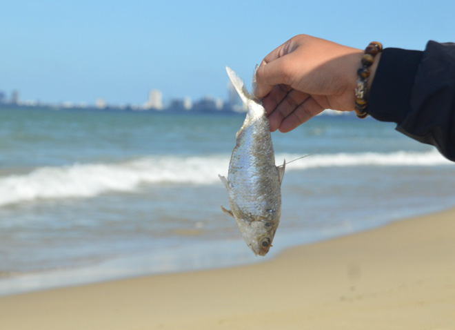 Cá chết trắng chưa rõ nguyên nhân dọc bờ biển Đà Nẵng