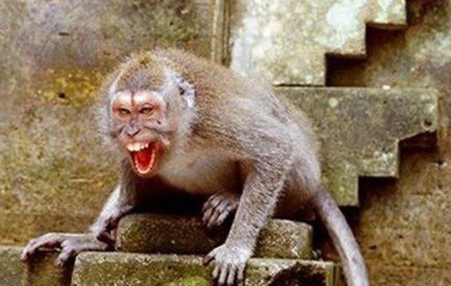 Thanh Hoá: Khỉ nuôi lên "cơn điên" cắn nát tay hàng xóm