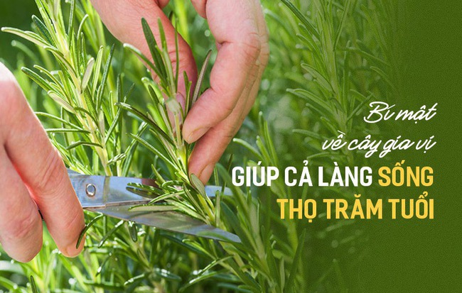 Ngôi làng có tới 300 người sống 100 tuổi nhờ ăn lá gia vị này: Bạn rất nên trồng một cây