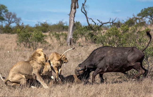 24h qua ảnh: Trâu rừng dũng mãnh đuổi cả đàn sư tử cứu đồng loại
