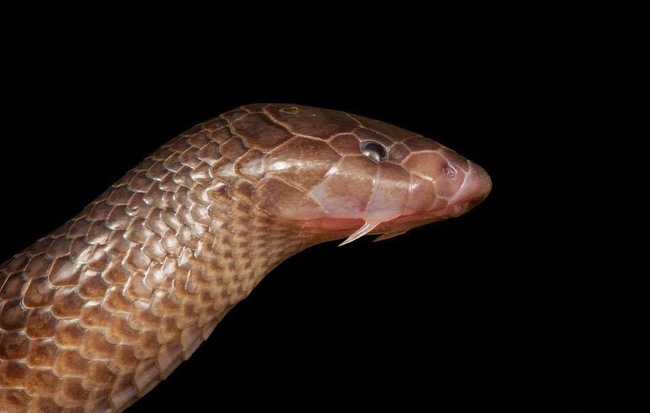 Phát hiện loại rắn độc mới không cần mở miệng vẫn có thể tấn công con mồi