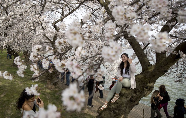 7 ngày qua ảnh: Cô gái trèo lên cây chụp ảnh với hoa anh đào