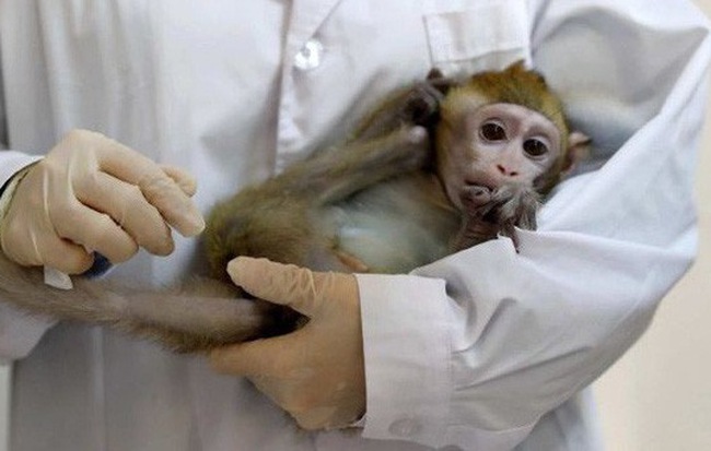 Các nhà khoa học Trung Quốc đang tạo ra những con khỉ có bộ não ngày càng giống người