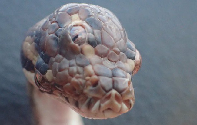 Úc: Phát hiện một con rắn lạ có 3 mắt