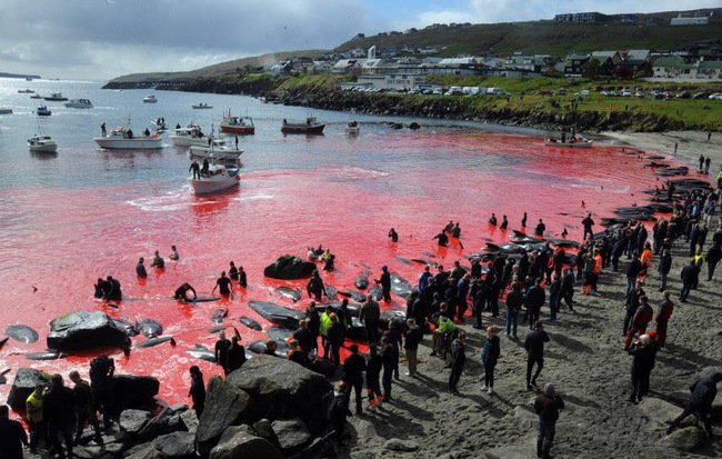 24h qua ảnh: Biển đỏ máu trong lễ hội săn cá voi