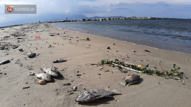 Cá chết hàng loạt dạt vào bờ biển Đà Nẵng khiến người dân lo lắng