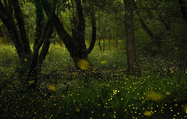 24h qua ảnh: Khu rừng đom đóm đẹp như mơ ở Nhật Bản