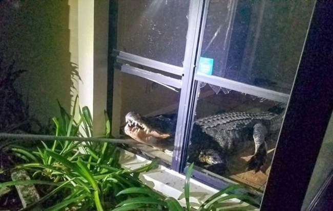 24h qua ảnh: Cá sấu khổng lồ đột nhập nhà dân ở Mỹ