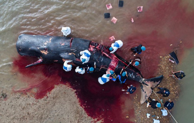 24h qua ảnh: Khám nghiệm xác cá voi khổng lồ dạt vào bờ biển
