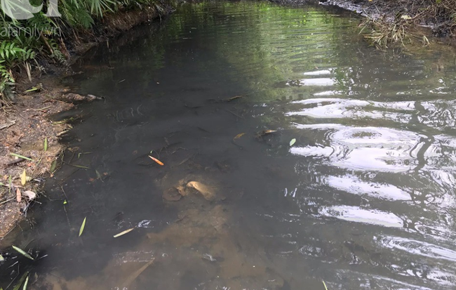 Kết quả xét nghiệm chính thức vụ nước có mùi khét ở Hà Nội: Chất Styren từ dầu thải gây ra có thể gây ung thư
