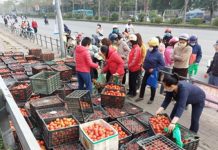 Giải cứu nông sản Hải Dương ở Hà Nội: Như muối bỏ biển!