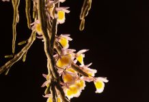 Thú chơi hoa lan ở Cẩm Phả