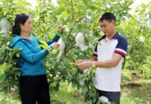 Bắc Giang: Quy hoạch vùng sản xuất, hướng tới nền nông nghiệp hiện đại